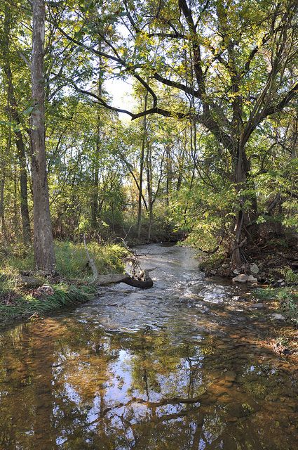 The creek on my parent's farm where I played as a child. Charlie Anderson, Art Sources, Australia Landscape, Australian Farm, Australian Trees, Australian Photography, Forest Drawing, Australian Landscape, Minnesota State