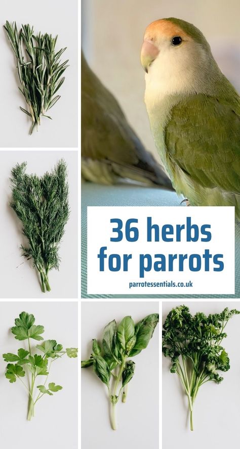 Parrot Safe Plants, Homemade Parrot Food, Parrot Cages Ideas, Budgie Diet, Parrotlet Birds, Diy Cockatiel Toys, Parrot Foraging, Pionus Parrot, Parrot Chop