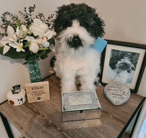 A Table with pet urn, flowers, photos, stuffed animal, that looks like deceased pet, and nice quotes Pet Memorial Diy, Animal Sayings, Custom Stuffed Animal, Dog Urns, Pet Things, Pet Urn, Vacation Memories, Pet Photos, Pet Art