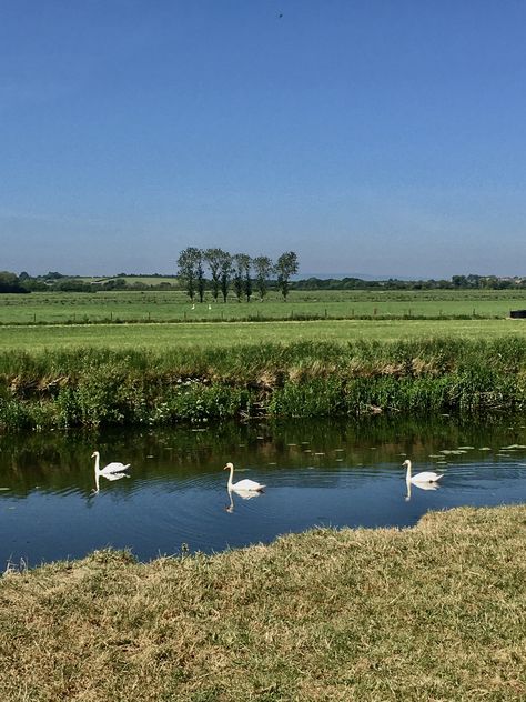 Somerset, south-west England Somerset Levels, West England, South West, Swans, Somerset, Golf Courses, Vines, England, Water