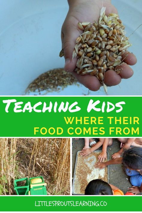 This year, we did a cool experiment with wheat to see how it’s grown and how it becomes bread. Kids need to know where their food comes from. Preschool Farm Crops Activity, Farm Experiments For Kids, Farming Activities For Kids, Teaching Sustainability, Agriculture Lessons, Spring Time Activities, Ag Education, Classroom Preparation, Planting For Kids