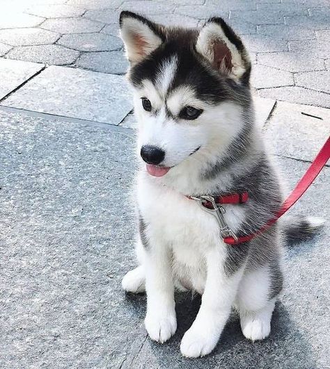 Picking a name for your dog might come easy for some, but it can be a daunting task. Puppy Huskies, Caine Husky, Puppy Husky, Cute Husky Puppies, Cute Husky, Super Cute Puppies, Siberian Husky Puppies, Really Cute Dogs, Baby Animals Pictures