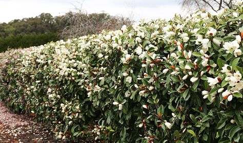 Port Wine Magnolia Hedge, Magnolia Trees In Pots, Magnolia Tree Hedge, Fairy Magnolia Tree, Port Wine Magnolia, Fairy Magnolia Hedge, Magnolia Hedge, Fairy Magnolia, Magnolia Tree Landscaping