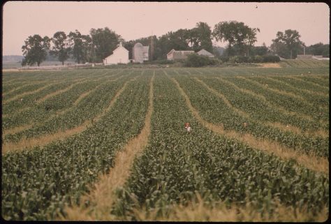 Teenage Workers Are Barely Visible as They Detassel Corn During the Summer in Fields near New Ulm, Minnesota... | Flickr - Photo Sharing! New Ulm Minnesota, Fairfield Iowa, Amana Colonies, Iowa Farms, Corn Seed, Brown County, City Folk, Still Picture, Summer Jobs