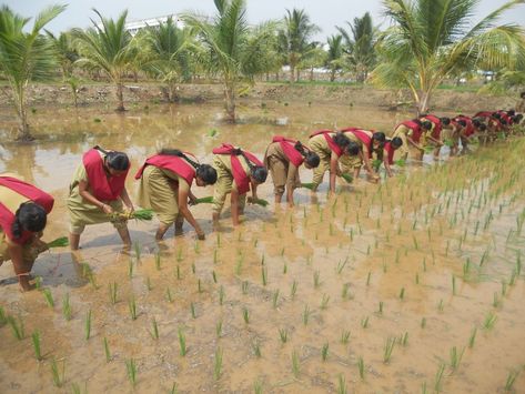 Tamil nadu Agriculture students Agriculture Students, Tamil Nadu, Agriculture, Art