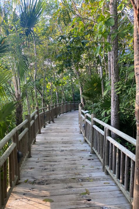 #Peaceful #Aesthetic #Beautiful #Scenery #Nature #wallpaper #clouds #reflection #visionboard #creativity #expressyourself #beautiful #natural #mexico #rivieramaya #mexicoaesthetic #zen #relaxation #atpeace #meditation #winterbreak #vacation #familytime #bridge Forest Bridge, Bridge, Forest, Mexico