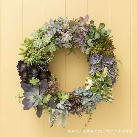 Centerpiece Succulent, Living Wreaths, Succulent Wreaths, Faux Succulent Wreath, Succulent Wreath Diy, Houseplant Decor, Succulent Centerpiece, Diy Frühling, Living Wreath