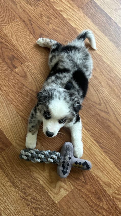 Australian Shepherd Stuffed Animal, Mini Blue Merle Australian Shepherd, Mini Aussie Blue Merle, Blue Merle Mini Aussie, Mini Australian Shepherd Blue Merle, Blue Merle Border Collie Puppy, Blue Merle Australian Shepherd Puppy, Blue Merle Australian Shepherd, Mini Aussie Puppy