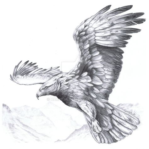 The second golden eagle, who belongs to "Aquila chrysaetos I" Drawn at home / school in free lessons. Same tools. Egale Drawing, Eagle Tattoo Forearm, Eagles Tattoo, Traditional Eagle Tattoo, Eagle Drawing, Eagle Painting, Eagle Tattoos, Eagle Art, Eagle Tattoo