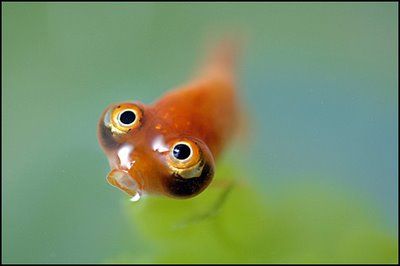 Celestial Eye Goldfish....awe! Fish With Big Eyes, Fun Facts For Kids, Facts For Kids, Big Eyes, Goldfish, Fun Facts, Fish, Dogs, Animals