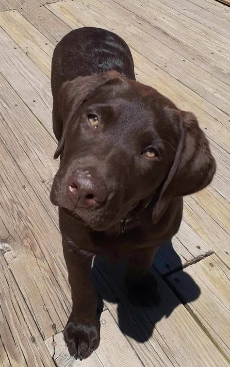 Mini Labrador, Chocolate Dogs, Choc Lab, Chocolate Lab Dog, Chocolate Labradors, Chocolate Lab Puppy, Labrador Puppy Chocolate, Chocolate Dog, Brown Labrador