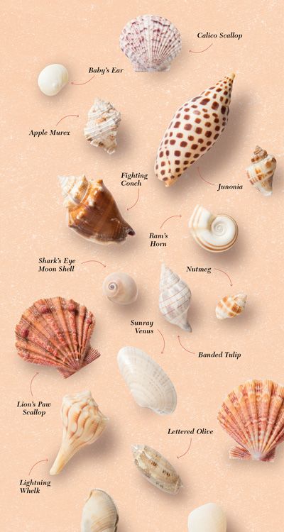 Seashell Identification, Types Of Shells, Beach Themed Crafts, Shell Wind Chimes, Seashell Projects, Shells And Sand, Shell Game, Shells Diy, Shell Choker