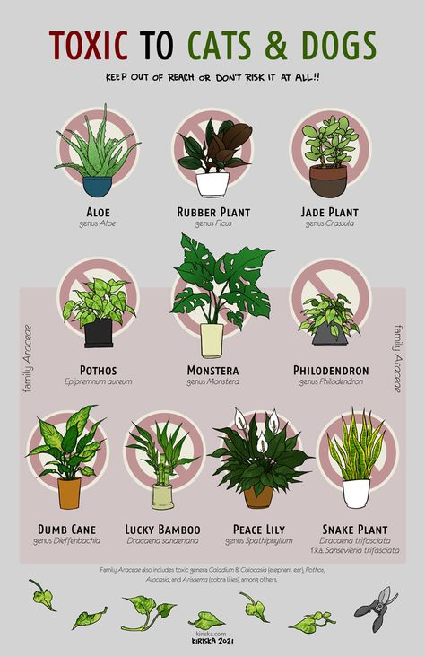 Lots Of Plants In House, Easy Indoor Plants For Beginners, Safe House Plants, Cat Safe Plants, Panelling Hallway, Plant Care Houseplant, Inside Plants, Growing Plants Indoors, Jade Plants