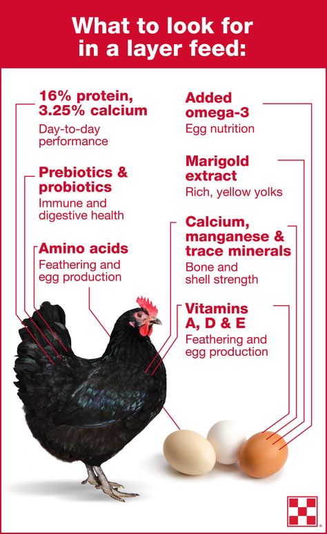 To produce a quality farm fresh egg each day, hens need 38 specific nutrients. Each nutrient plays an important role in hen health and egg production.    Learn more about the essential chicken feed nutrients for laying hens by clicking the graphic. Chicken Layer Feed, Chicken And Eggs, Layer Feed, Best Egg Laying Chickens, Fresh Egg, Egg Laying Chickens, Backyard Chicken Farming, Chicken Eating, Laying Hens