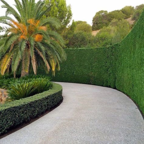 Hedges Along Driveway, Plants Next To Driveway, Drive Way Design Ideas, Hedge Driveway, Driveway Hedge, Villa Driveway, Long Driveway Landscaping, Driveway Landscape Ideas, Landscaping Hedges