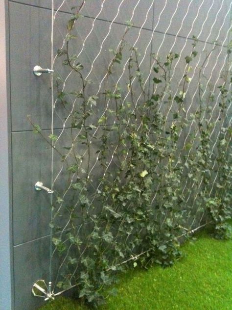 Climbing plants - 12 ideas for arranging the garden with them | My desired home Wire Trellis, Beautiful Home Gardens, Green Facade, نباتات منزلية, Building A Pergola, Garden Vines, Garden Screening, Garden Arbor, Walled Garden