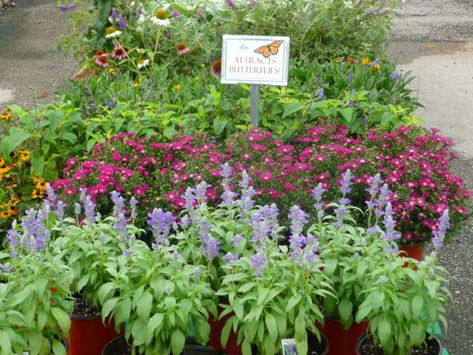 Gardening with Texas Tough Perennials - Covingtons South Texas Landscaping Ideas, Texas Native Plants Landscaping, South Texas Landscaping, Central Texas Gardening, Tough Perennials, Texas Gardens, Native Plant Landscape, Texas Landscaping, Desert Gardening