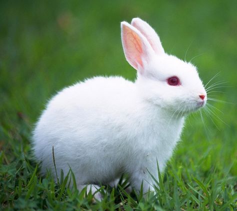 albino white bunny White Rabbit, White