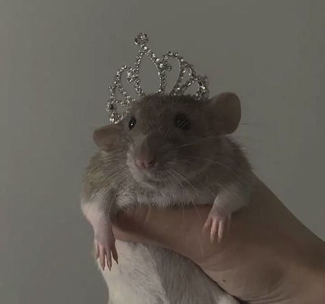 A Hamster, A Rat, Rats, Human, Birthday