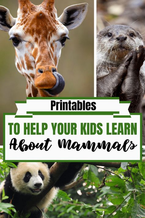 Printables to Help Your Kids Learn About Mammals - Homeschool Giveaways Mammal Unit Study, Mammals Activities, Polar Bear Paw, Dolphin Facts, Animal Lessons, Animal Classification, Homeschool Freebies, Free Preschool Printables, History Activities