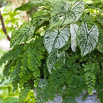 caladium400x400 Fern Planters, White Urn, Maidenhair Fern, Garden Farm, Garden Plant Pots, Container Gardening Flowers, Shade Flowers, Farm Food, Fern Plant