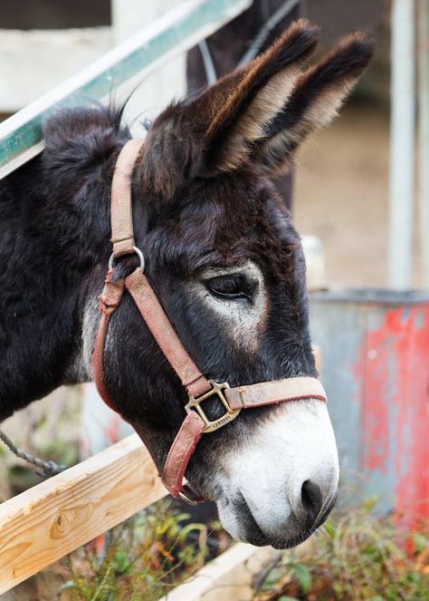 1000+ Amazing Farm Animals Photos Pexels · Free Stock Photos Animals In The Bible, Donkey Images, Farm Animal Paintings, Cute Donkey, Farm Photography, A Donkey, The Donkey, Animal Behavior, Animal Photo