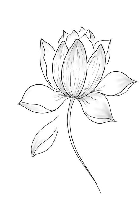 Pichwai Lotus Sketch Outline, Lotus Sketch, Lotus Outline, Sketch Mandala, Flower Art Watercolor, Lotus Illustration, Lotus Artwork, Lotus Drawing, American Traditional Tattoo Ideas