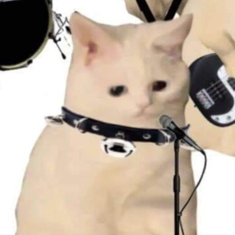 gatitos rock Funny Pfp For Discord Matching, 6 Way Matching Pfp, Goth Cat Matching Pfp, Matching Cat Pfp Friends Duo, Cat Matching Pfp For 5, Emo Cat Matching Pfp, Profile Picture 3 Friends, 4 Ppl Matching Pfp Cat, 5 Pfps Matching