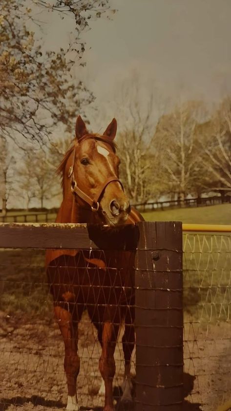 Secretariats lagacg 🏇🏇 | 👑Secretariat👑 | Facebook Secretariat Horse, Tom Brown, Cowboy Life, Gorgeous Horses, Triple Crown Winners, Sport Of Kings, Beautiful Horse, Triple Crown, In The Beginning