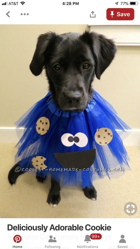 Cookie Monster Costumes, Cute Dog Halloween Costumes, Cookies Monster, Costumes For Dogs, Cookie Monster Costume, Halloween Pets, Cute Dog Costumes, Monster Costume, Puppy Costume