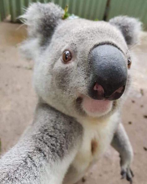 Koala Meme, Koala Marsupial, Work In Australia, Australia Animals, Baby Koala, Lots Of Cats, Cuddly Animals, All About Animals, Australian Animals