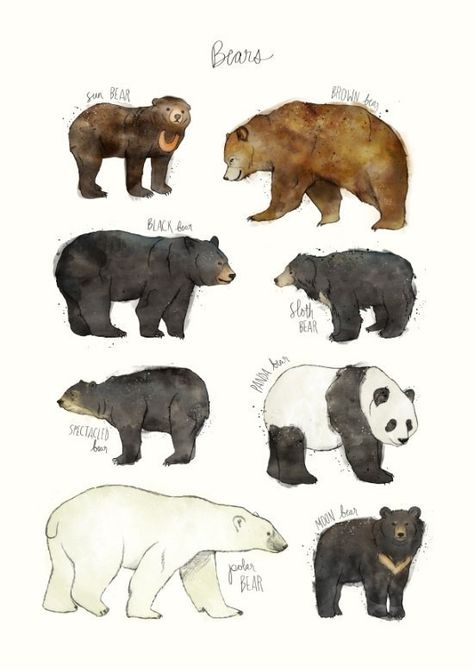 A print that asks the question “Which bear is best?” | 31 Beautiful Posters That Will Teach You A Damn Thing Spectacled Bear, Zoo Ideas, Moon Bear, Sloth Bear, Art Study, Bear Illustration, Character Reference, Alphonse Mucha, Art Et Illustration