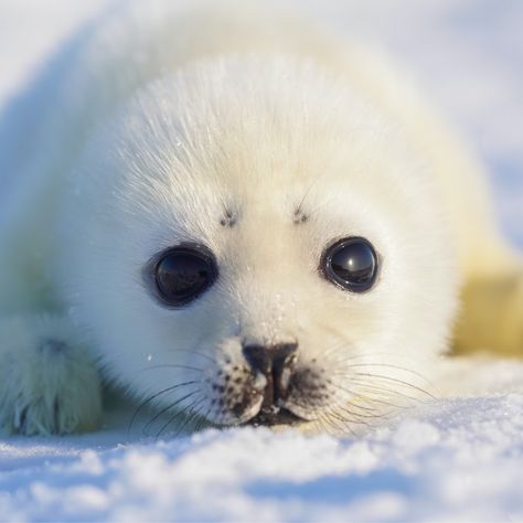 Baby Harp Seal, Harp Seal, Cute Seals, Seal Pup, Baby Seal, Foto Baby, Silly Animals, Cute Little Animals, Sea Animals