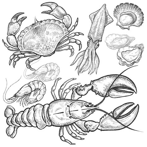 Premium Vector | Seafood vector set Shellfish Drawing, Shellfish Illustration, Lobster Drawing, Illustration Food, Sea Art, Drawing Videos, Painting Illustration, Pictures To Draw, Vintage Graphics