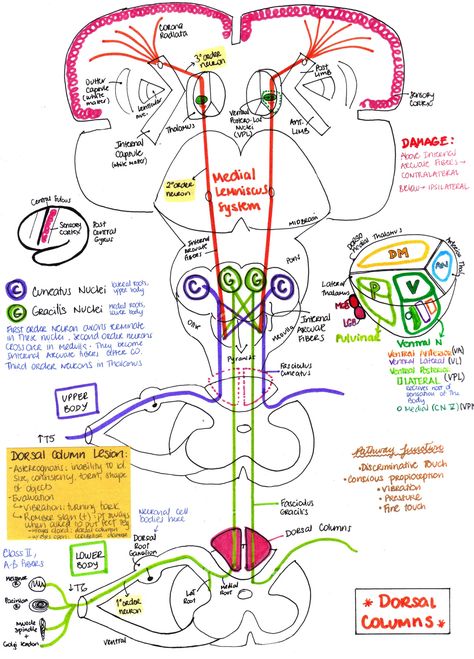 mynotes4usmle: “ MEDIAL LEMNISCUS (DORSAL COLUMNS) ” For review Spinothalamic Tract, Nervous System Anatomy, Mcat Study, Medical Graduate, Brain Surgeon, Medicine Notes, Brain Anatomy, Cranial Nerves, My Notes