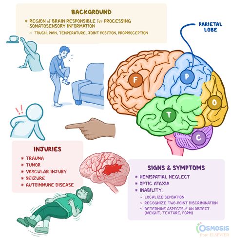 The parietal lobe is a region of the brain responsible for processing somatosensory information, including touch, pain, temperature, and joint position Parietal Lobe, Brain Lobes, Spoonie Life, Brain Science, Clean Living, Neurology, Signs And Symptoms, Mental And Emotional Health, Autoimmune Disease