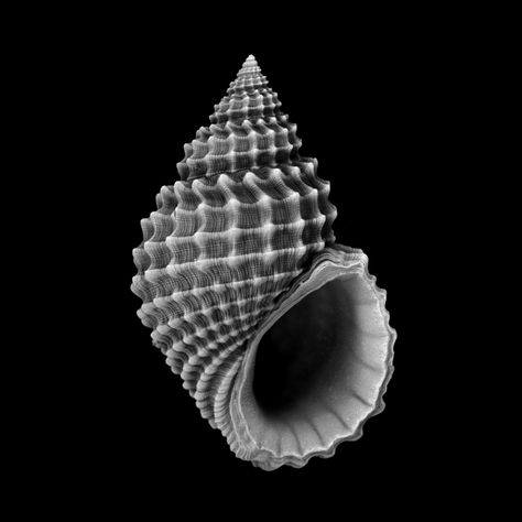 "Shell Lace Structure": Tonkin Liu's Nature-Inspired Structural Technique,Courtesy of Tonkin Liu Indra's Net, Animal Architecture, Shape Photography, Foto Macro, Geometry In Nature, Art Coquillage, Geometric Nature, Organic Structure, Black Paper Drawing