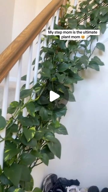 Pothos Plant Climbing Ideas, Pothos Climbing Ideas, Pothos Climbing, Indoor Climbing Plants, Plant Goals, Pothos Plant, Climbing Plants, Never Underestimate, Plant Life