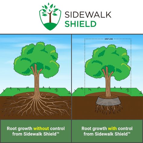 Sidewalk Shield - Tree Root Control Barrier (Standard Duty - 18 inch Depth, 15 feet) Root Barrier, Unique Garden Decor, Chestnut Trees, Single Tree, Root Growth, Tree Roots, Tree Care, Vegetable Garden Design, Edible Plants