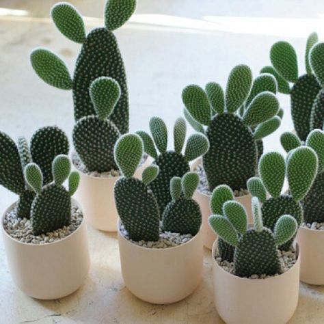 “If Mickey Mouse were a cactus Kaktus Dan Sukulen, Cactus Planta, Plants Are Friends, Mini Cactus, Deco Nature, Agaves, Cactus Y Suculentas, Cactus Garden, Deco Floral