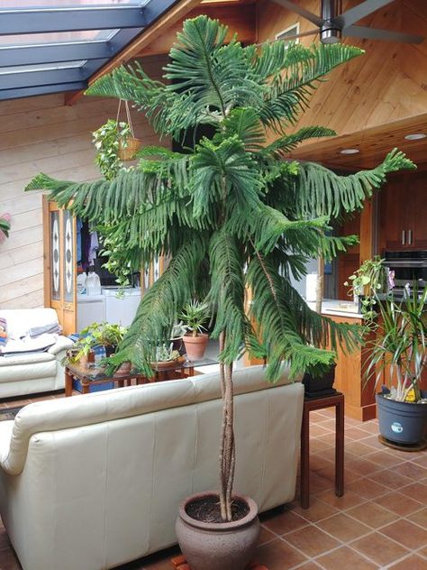 Potted Christmas Tree: Norfolk Island Pine Pictures to Win Your Heart Norfolk Island Pine, Tall Indoor Plants, Potted Christmas Trees, Large Indoor Plants, Plant Goals, Norfolk Pine, Pine Island, Norfolk Island, Indoor Trees