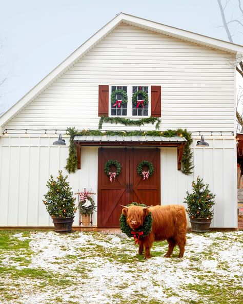 Instagram Chickens Laying Eggs, Highland Cow Christmas, Christmas Highland Cow, Cow Photos, Winter Portraits, Cow Christmas, Pheasant Hunting, The Barnyard, Fluffy Cows