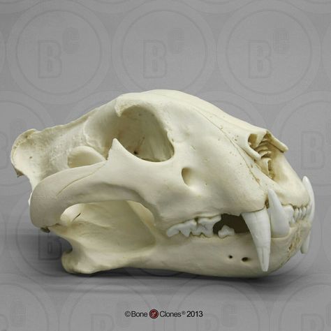 Jaguar skull Feline Anatomy, Lion Skull, Tiger Skull, Skull Anatomy, Skull Reference, Skeleton Anatomy, Cat Anatomy, Animal Skeletons, Cat Skull