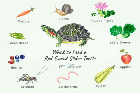 illustration of what to feed a red-eared slider turtle Tartaruga Habitat, Pet Turtle Care, Red Ear Turtle, Red Ear Slider, Aquatic Turtle Tank, Turtle Tank Setup, Turtle Terrarium, Red Eared Slider Turtle, Turtle Aquarium