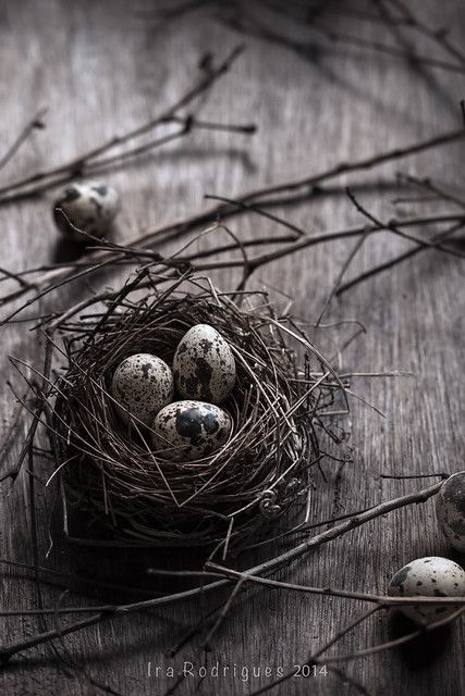 Pickled Quail Eggs, Fried Quail, Raising Quail, Eggs In A Basket, Eggs For Sale, Avocado Toast Egg, Pickled Eggs, Egg Nest, Quails