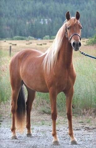 Flaxen Chestnut Horse Chestnut Horses, Morgan Horses, Majestic Horses, Palomino Horse, Morgan Horse, American Saddlebred, Horse Colors, Most Beautiful Horses, Majestic Horse