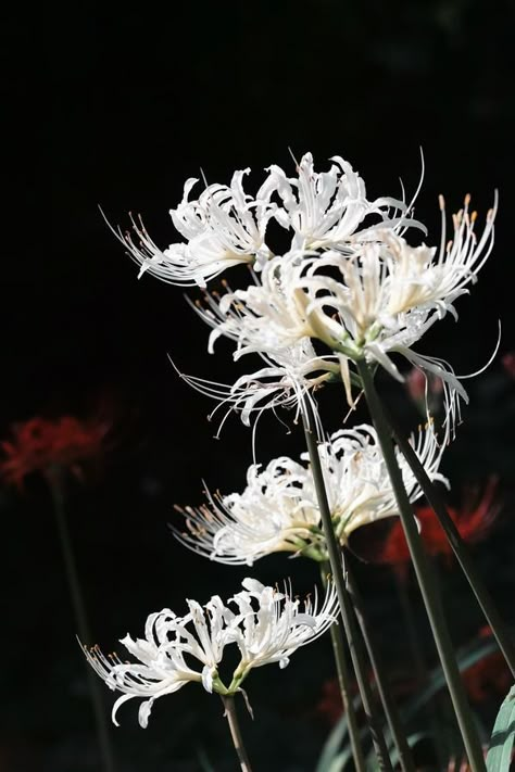 White Spider Lily, Spider Lillies, Lycoris Radiata, Spider Lilies, Skeleton Flower, Lily Wallpaper, Red Spider Lily, White Spider, Spider Lily