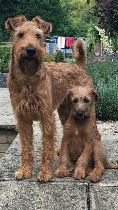 Irish Terrier Puppy, Irish Terrier Puppies, Irish Dog Breeds, Welsh Terrier, Irish Terrier, Terrier Breeds, Airedale Terrier, Scottish Terrier, Dogs Of The World