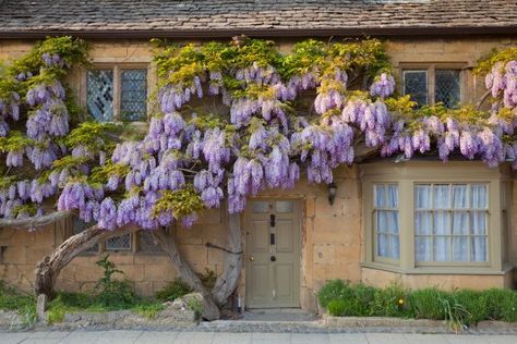 Wisteria Trellis, Wisteria Pergola, Best Front Door Colors, Wisteria Garden, Best Front Doors, Wisteria Tree, Purple Wisteria, Front Door Paint Colors, Jig Saw