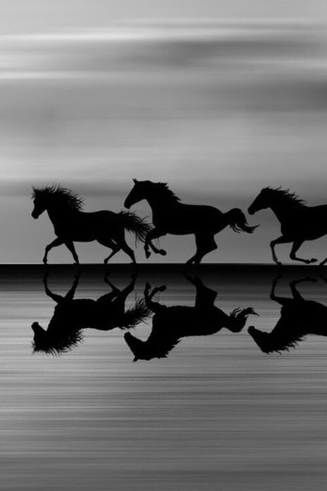 <3 Die Wallpaper, Meaningful Paintings, Wild Horses Running, Painted Horses, Horses Running, Horse Riding Equestrian, My Shadow, Horse Galloping, Horse Wallpaper